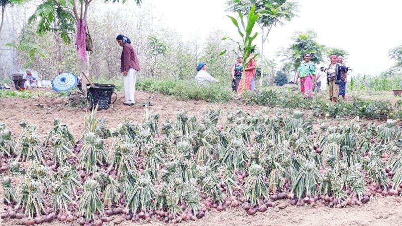 Framers harvesting onion in a field in Nagaland. (Photo Courtesy: CIH Nagaland)